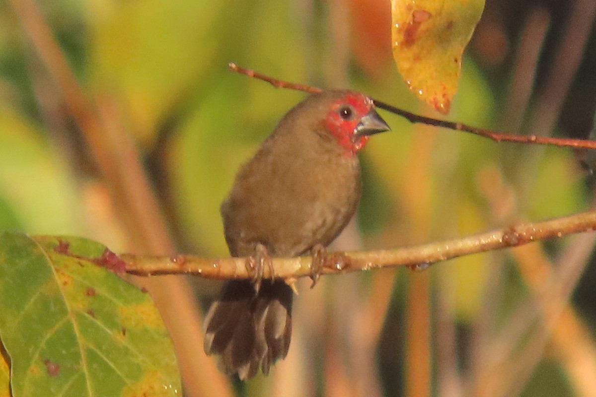 Lesser Seedcracker - ML638587305