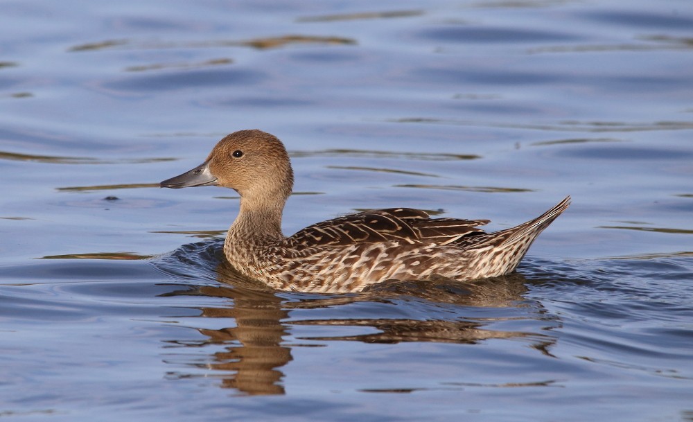 Northern Pintail - ML638587320