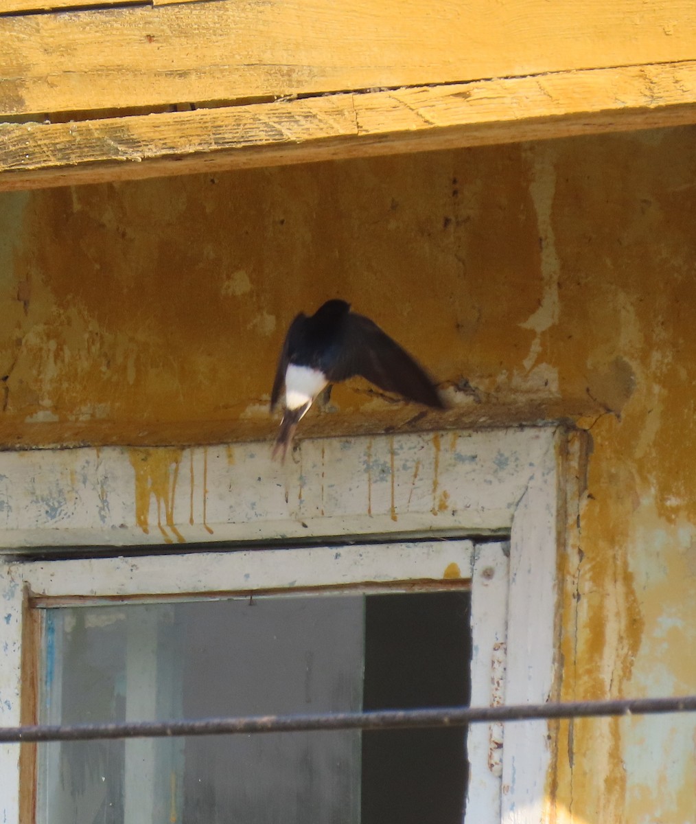 Siberian House-Martin - ML638587347