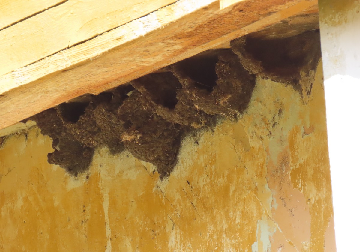 Siberian House-Martin - ML638587349