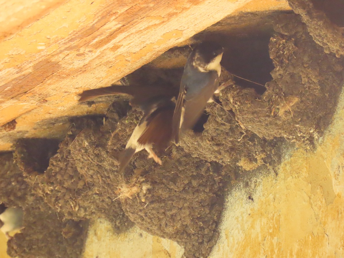 Siberian House-Martin - ML638587351