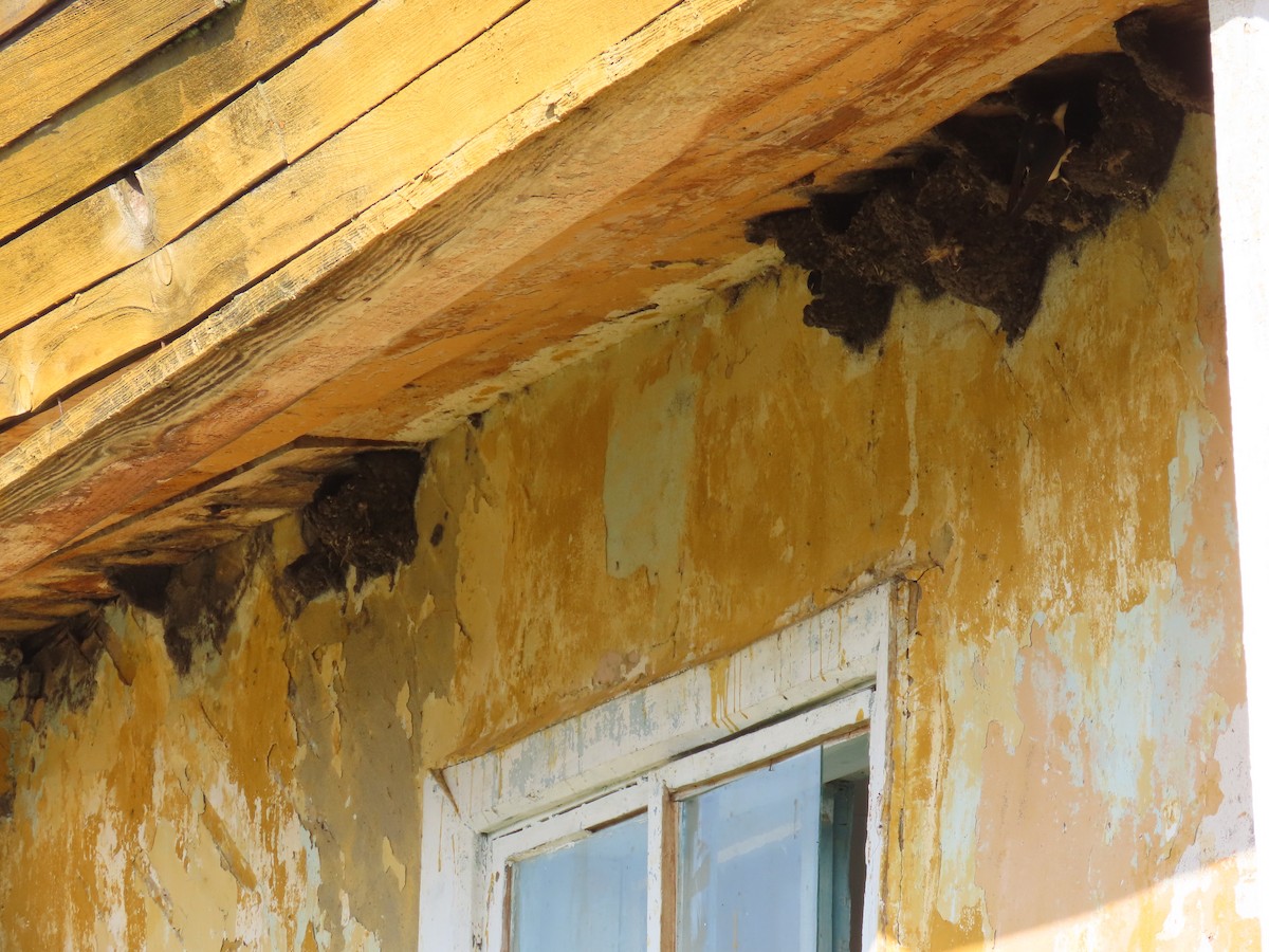 Siberian House-Martin - ML638587352