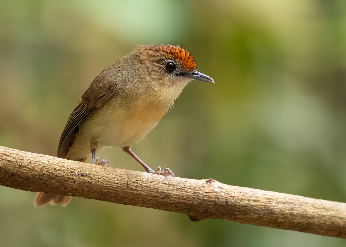 Scaly-crowned Babbler - ML638587365