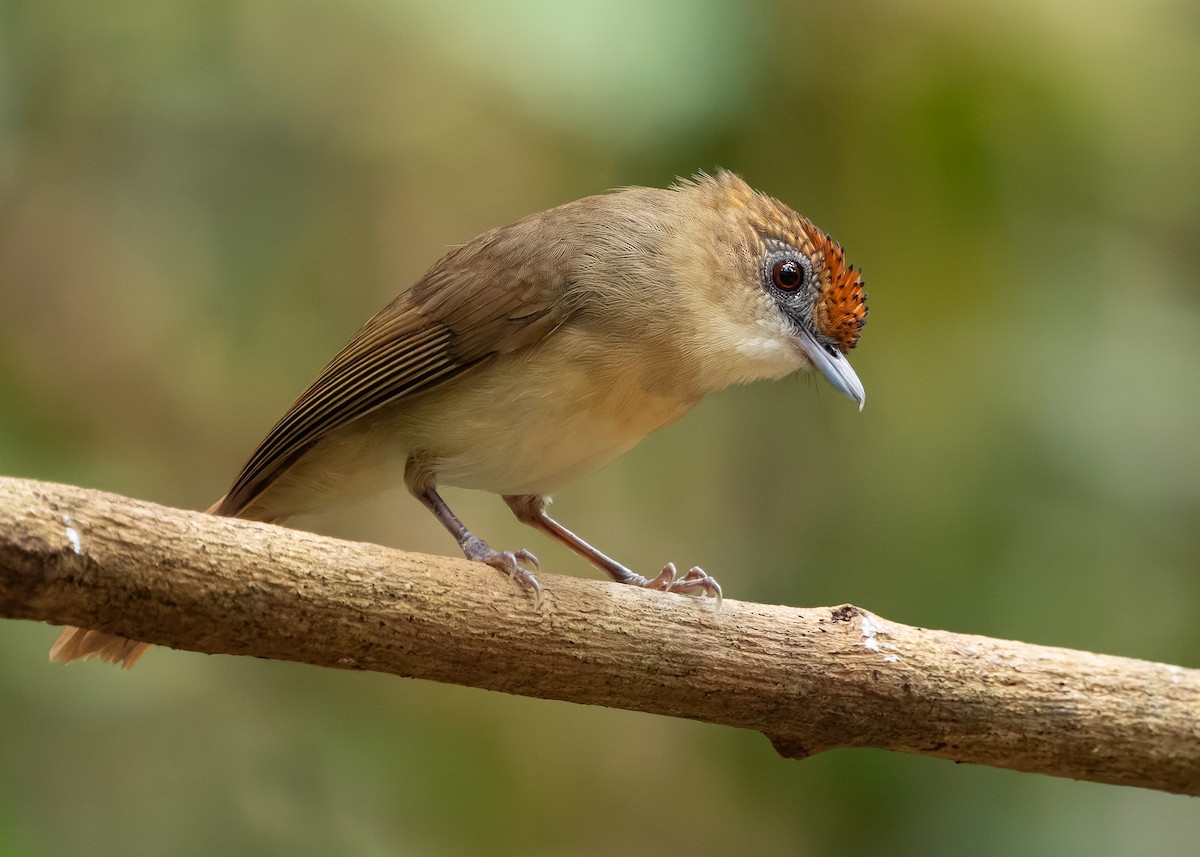 Scaly-crowned Babbler - ML638587366