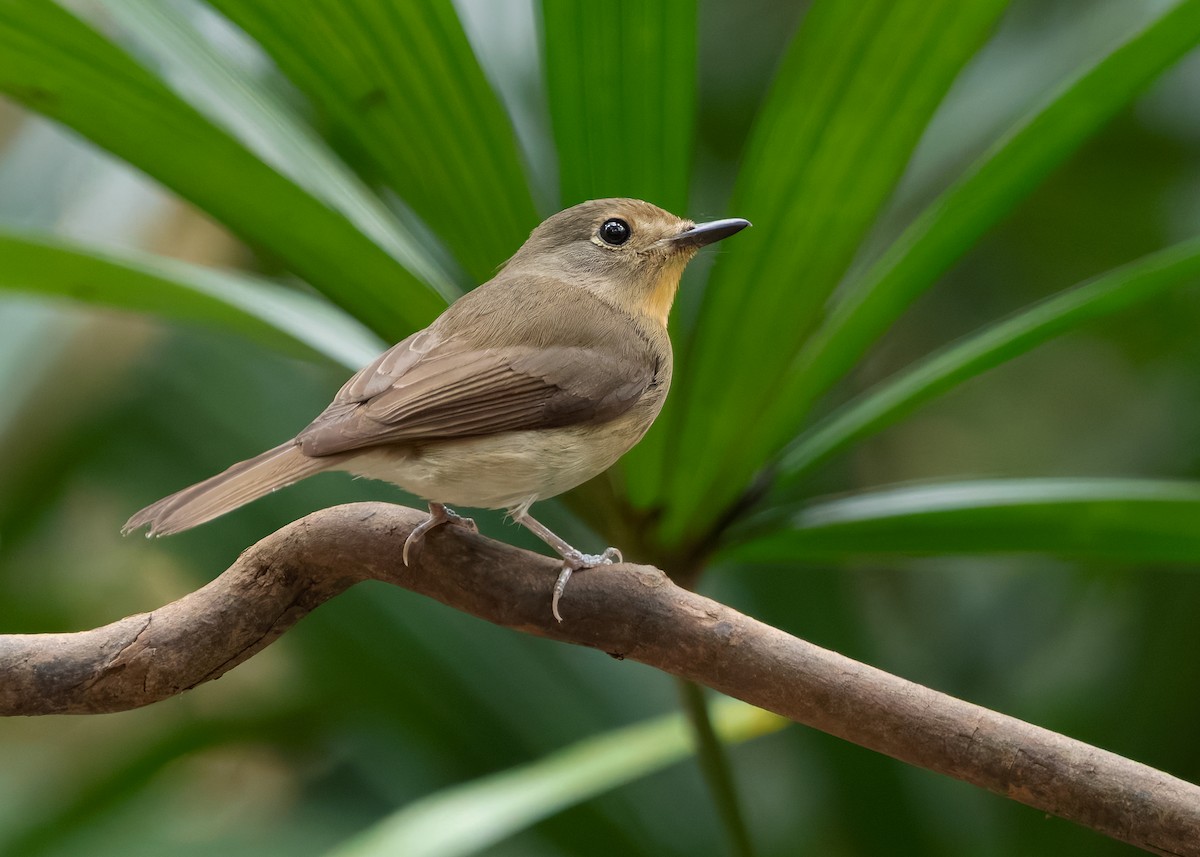 Hainan Blue Flycatcher - ML638587376