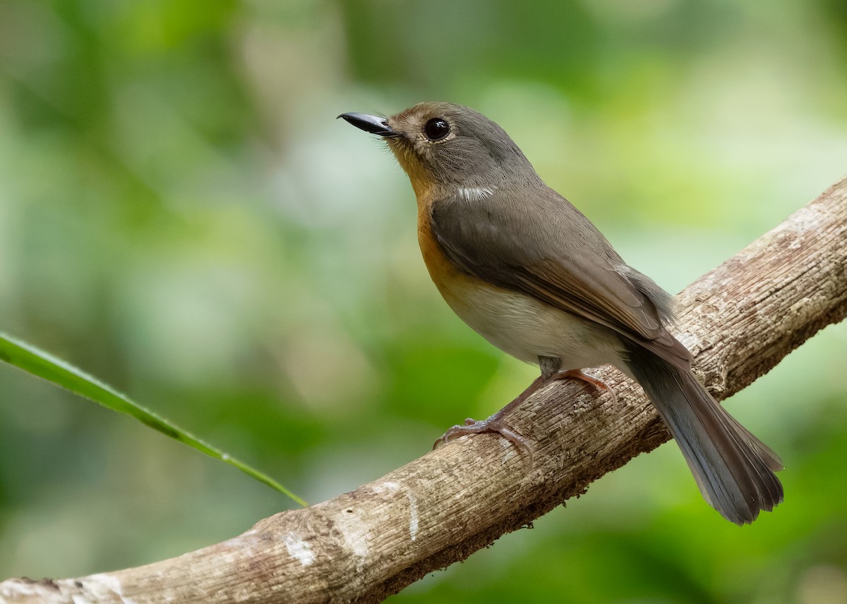 Indochinese Blue Flycatcher - ML638587383