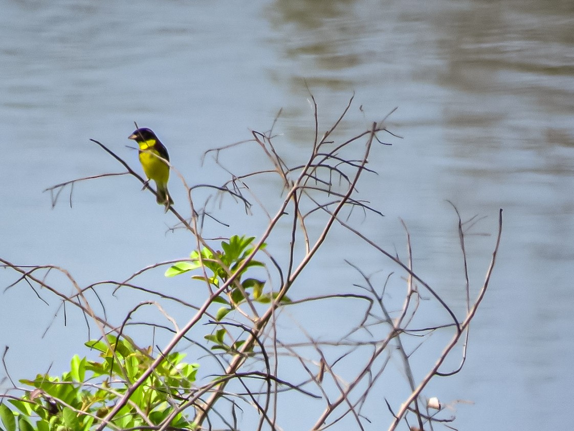 Yellow-breasted Bunting - ML638587413