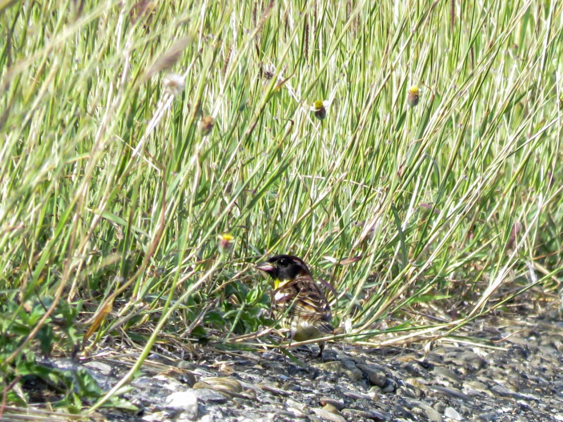 Yellow-breasted Bunting - ML638587414