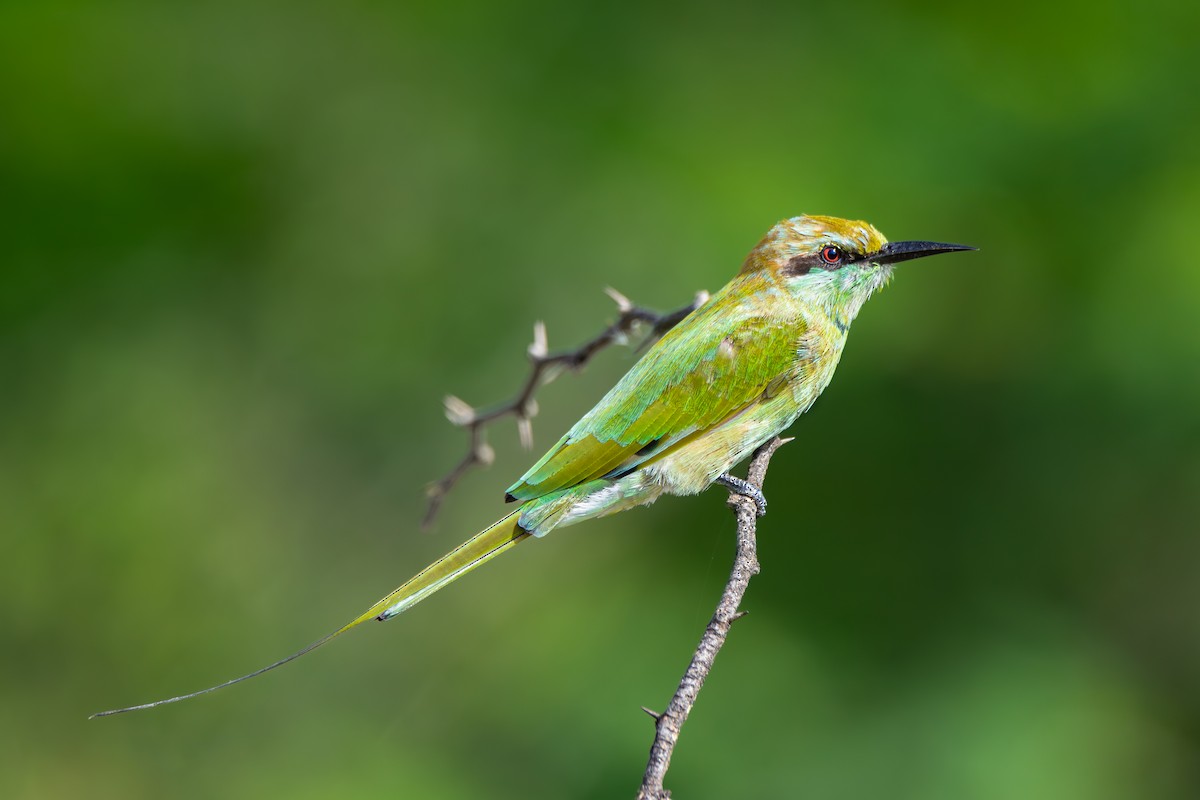 Asian Green Bee-eater - ML638587416
