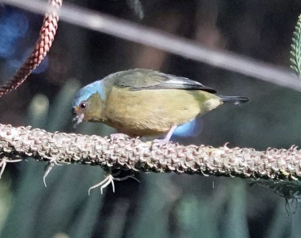 Golden-rumped Euphonia - ML638587474