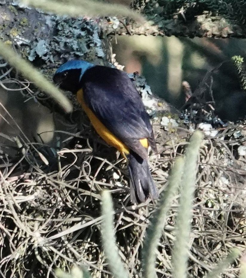 Golden-rumped Euphonia - ML638587500