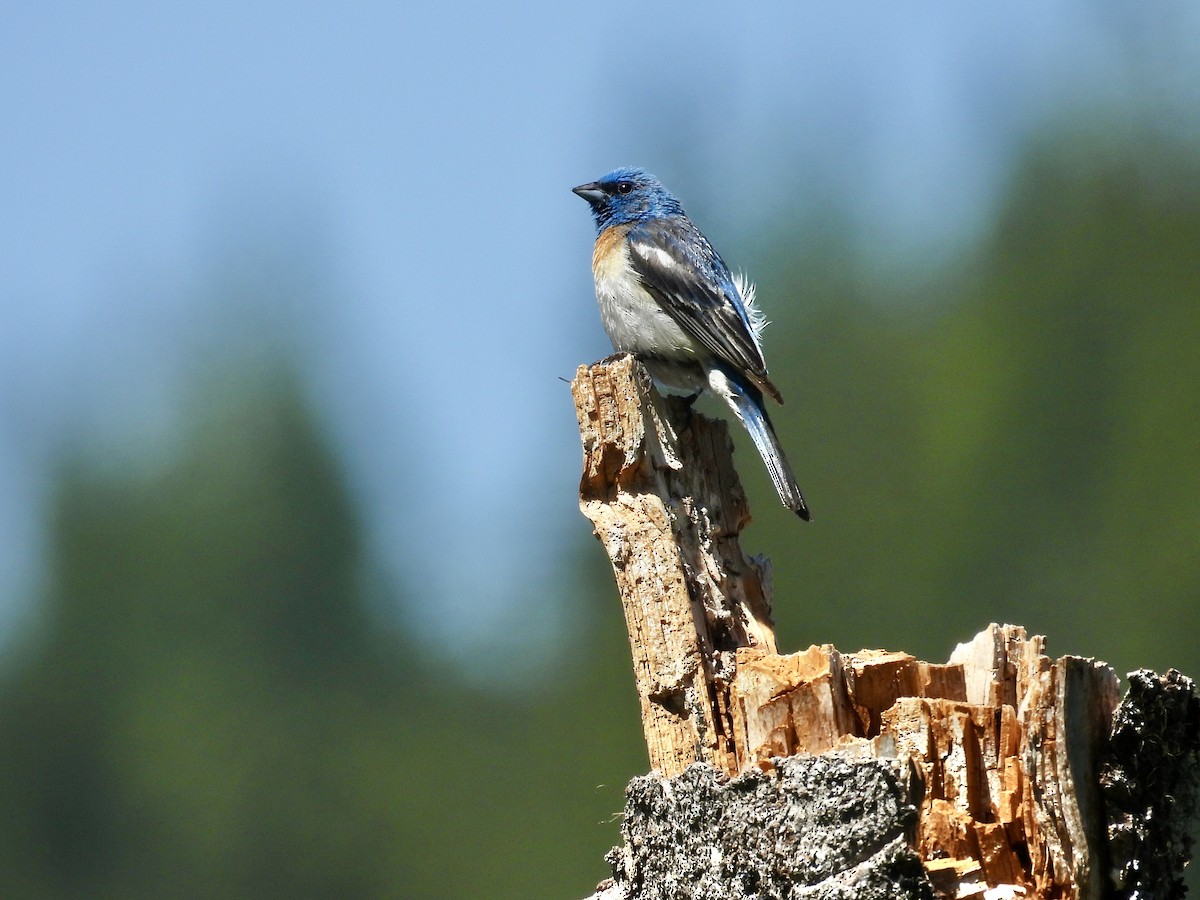 Lazuli Bunting - ML638587530