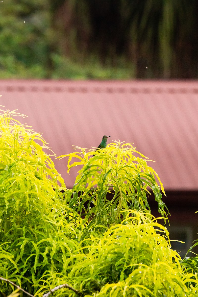 Rufous-tailed Hummingbird - ML638587667