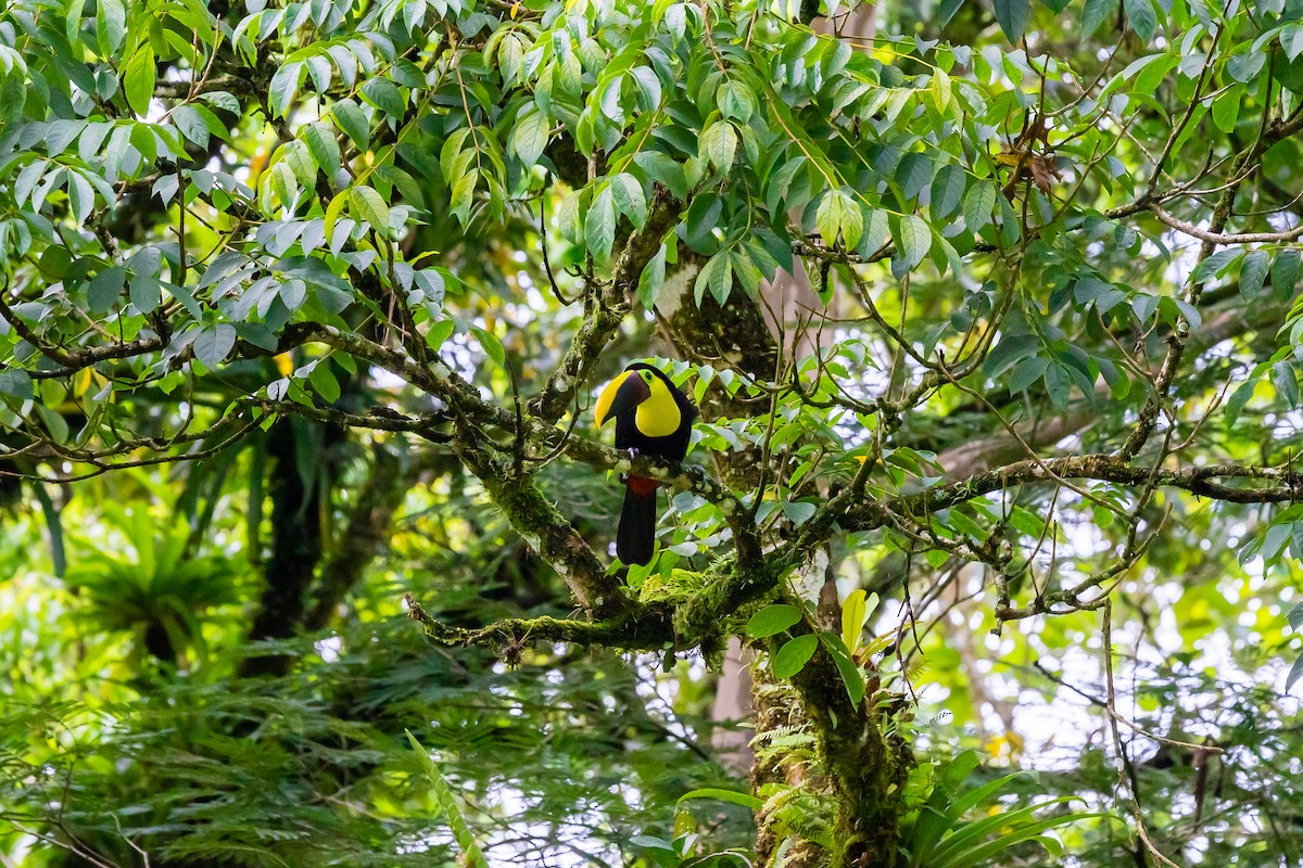 Yellow-throated Toucan - ML638587686