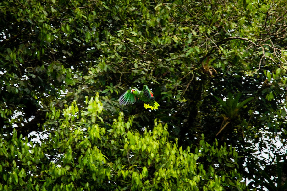 Red-lored Amazon - ML638587706