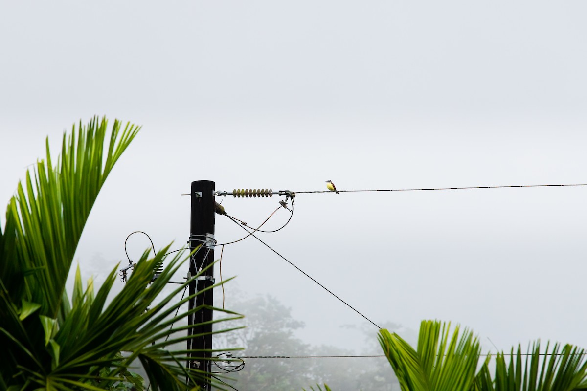 Social Flycatcher - ML638587721