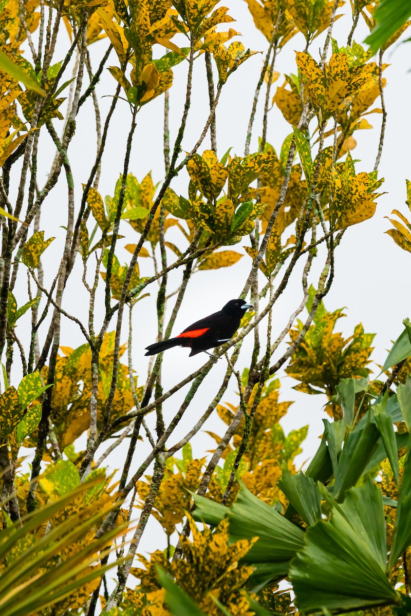 Scarlet-rumped Tanager - ML638587726