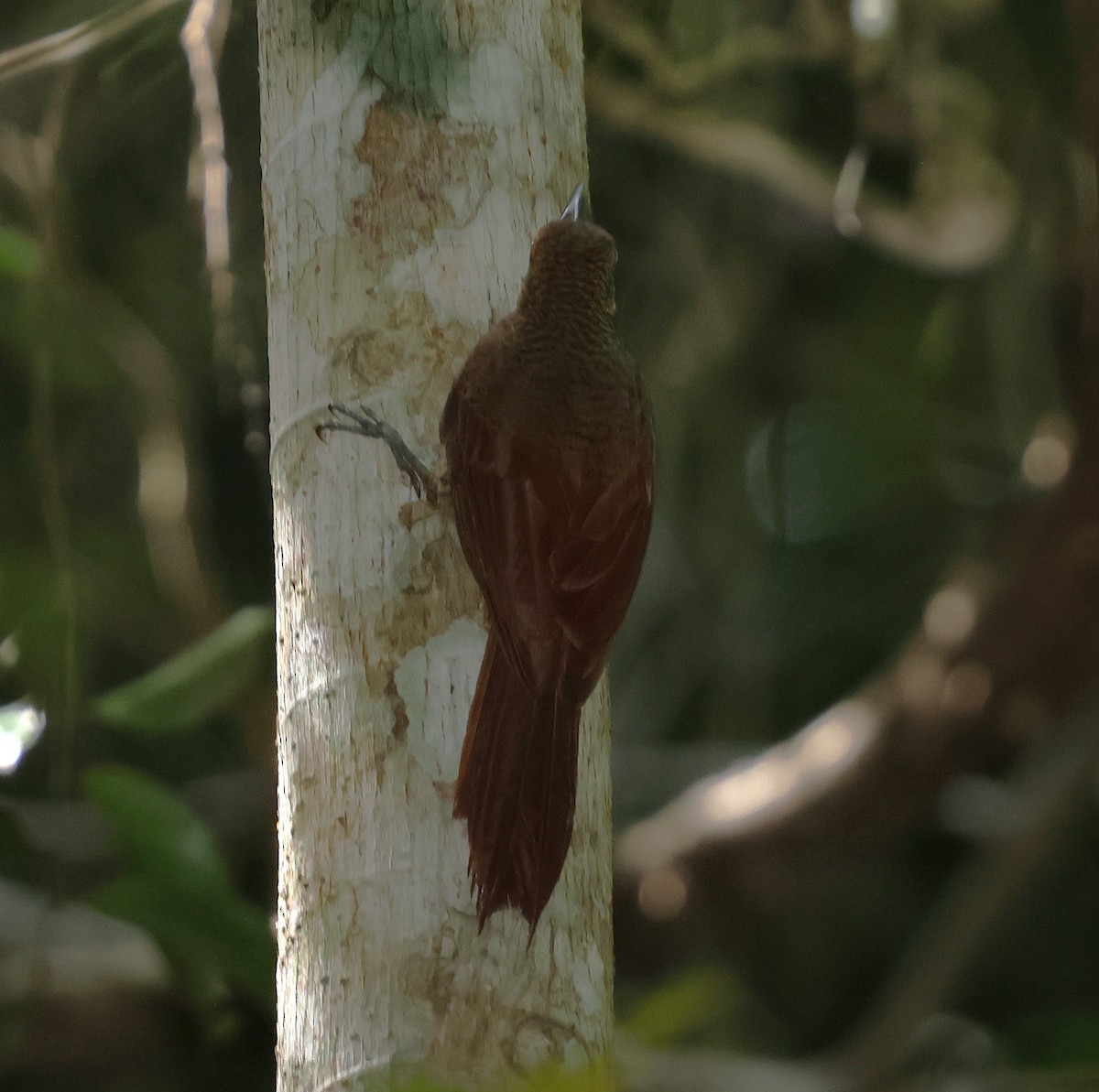Northern Barred-Woodcreeper - ML638587857