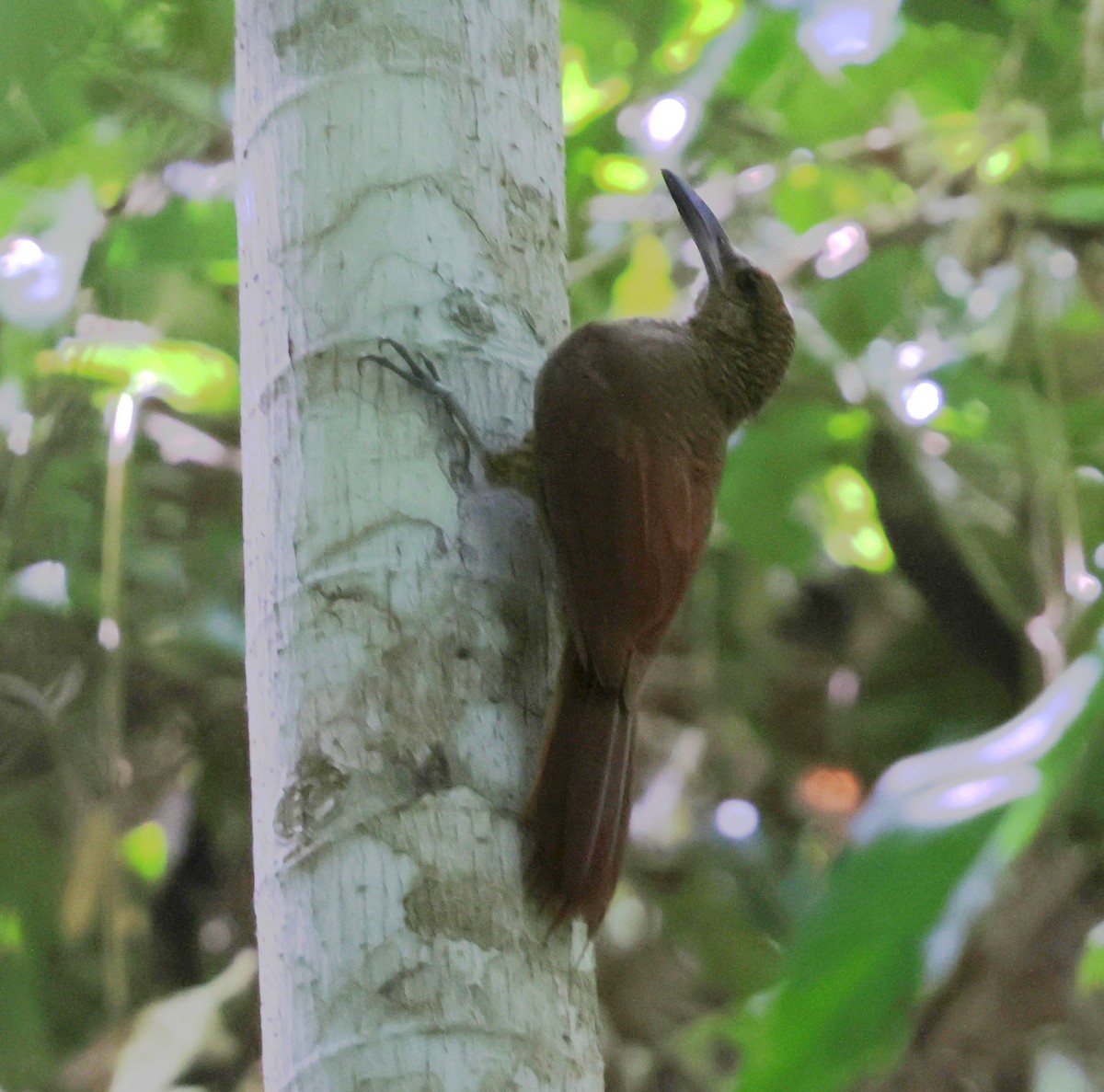 Northern Barred-Woodcreeper - ML638587858