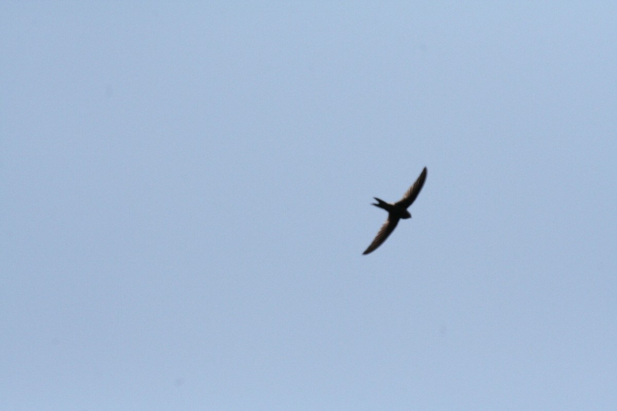 Plain Swift - ML638587897