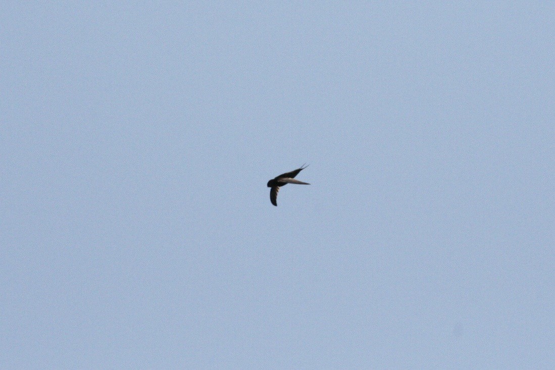 Plain Swift - ML638587900