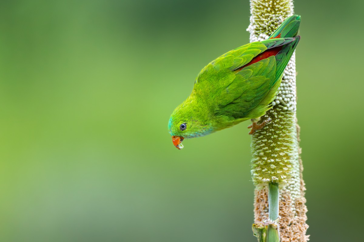 Vernal Hanging-Parrot - ML638587901