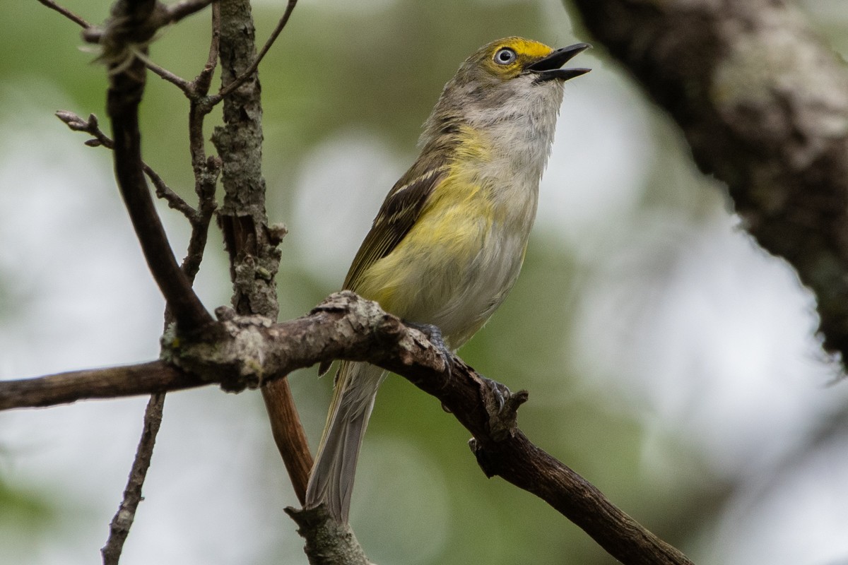 White-eyed Vireo - ML638587913