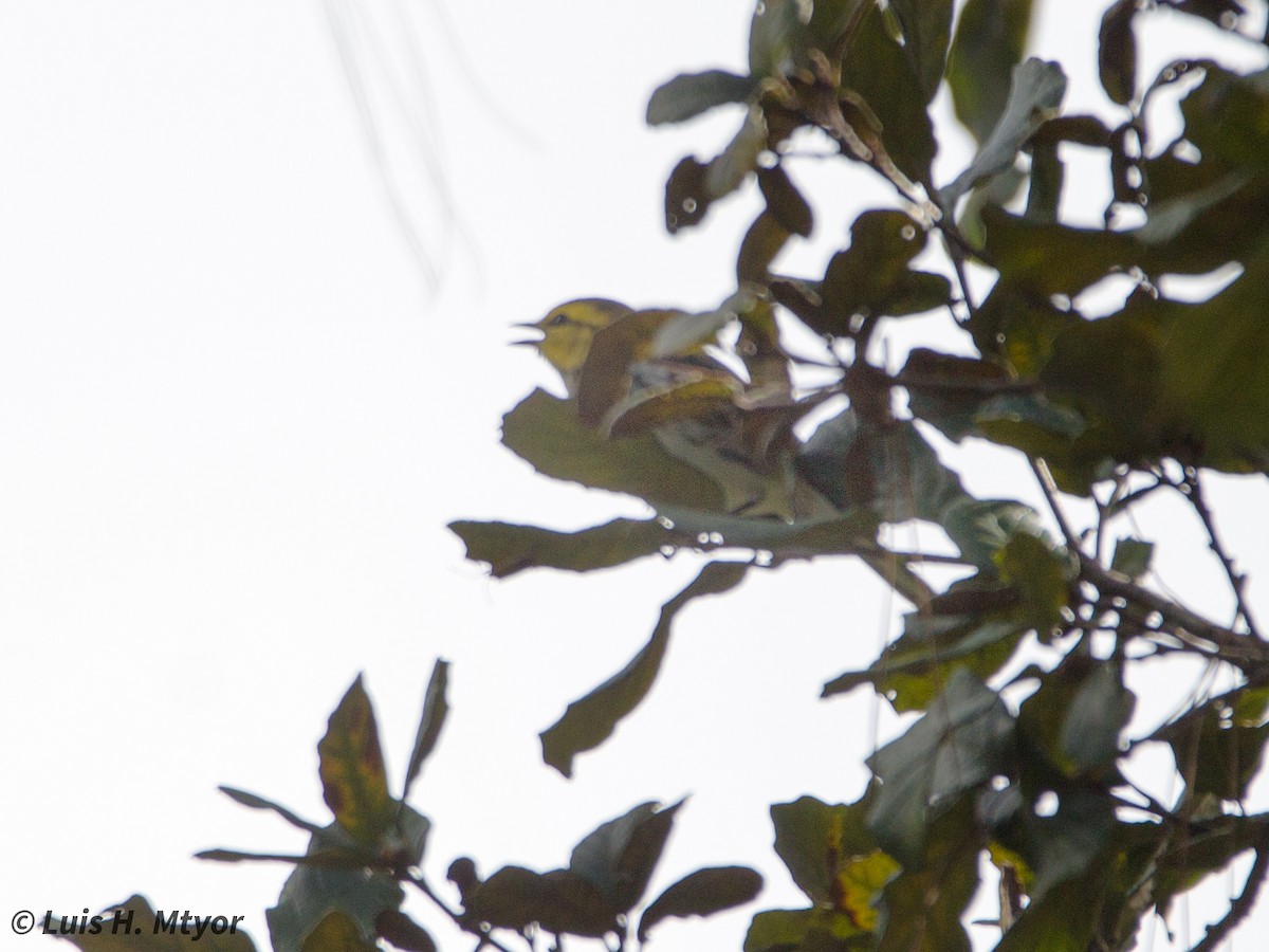 Golden-cheeked Warbler - ML638587929