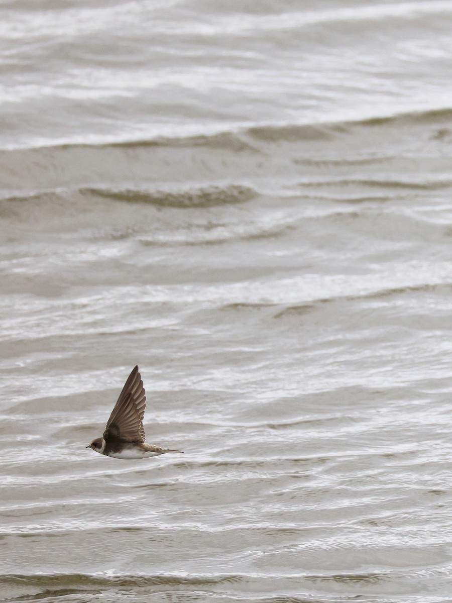 Bank Swallow - ML638587993