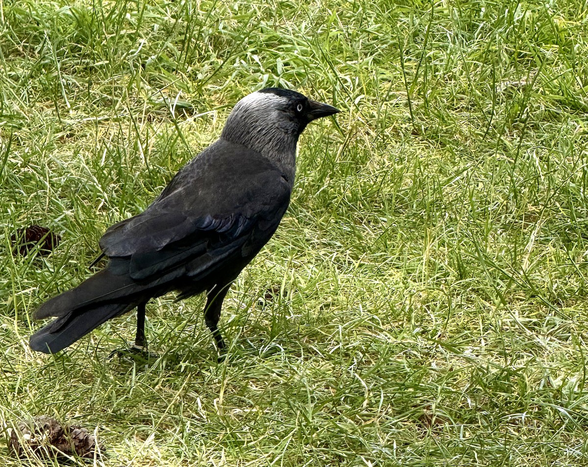 Eurasian Jackdaw - ML638588002