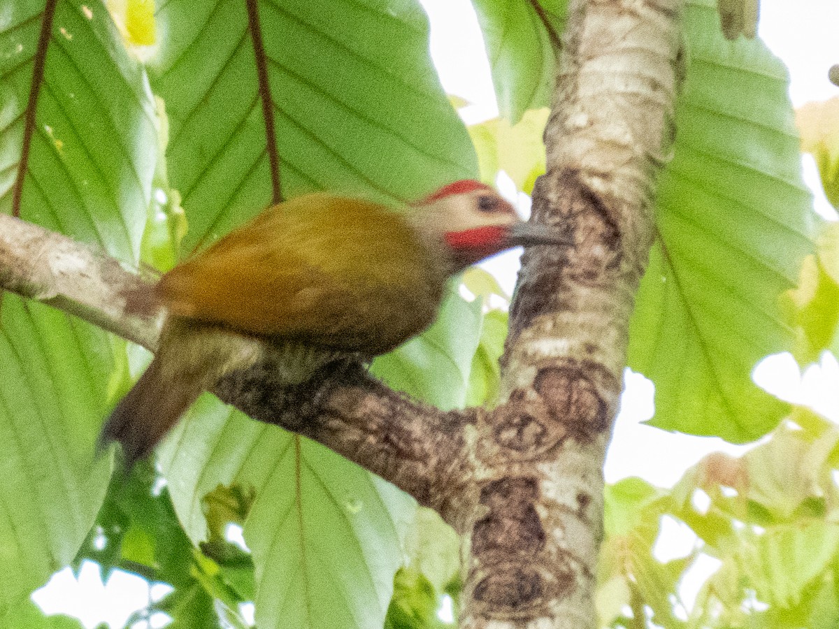 Golden-olive Woodpecker - ML638588035