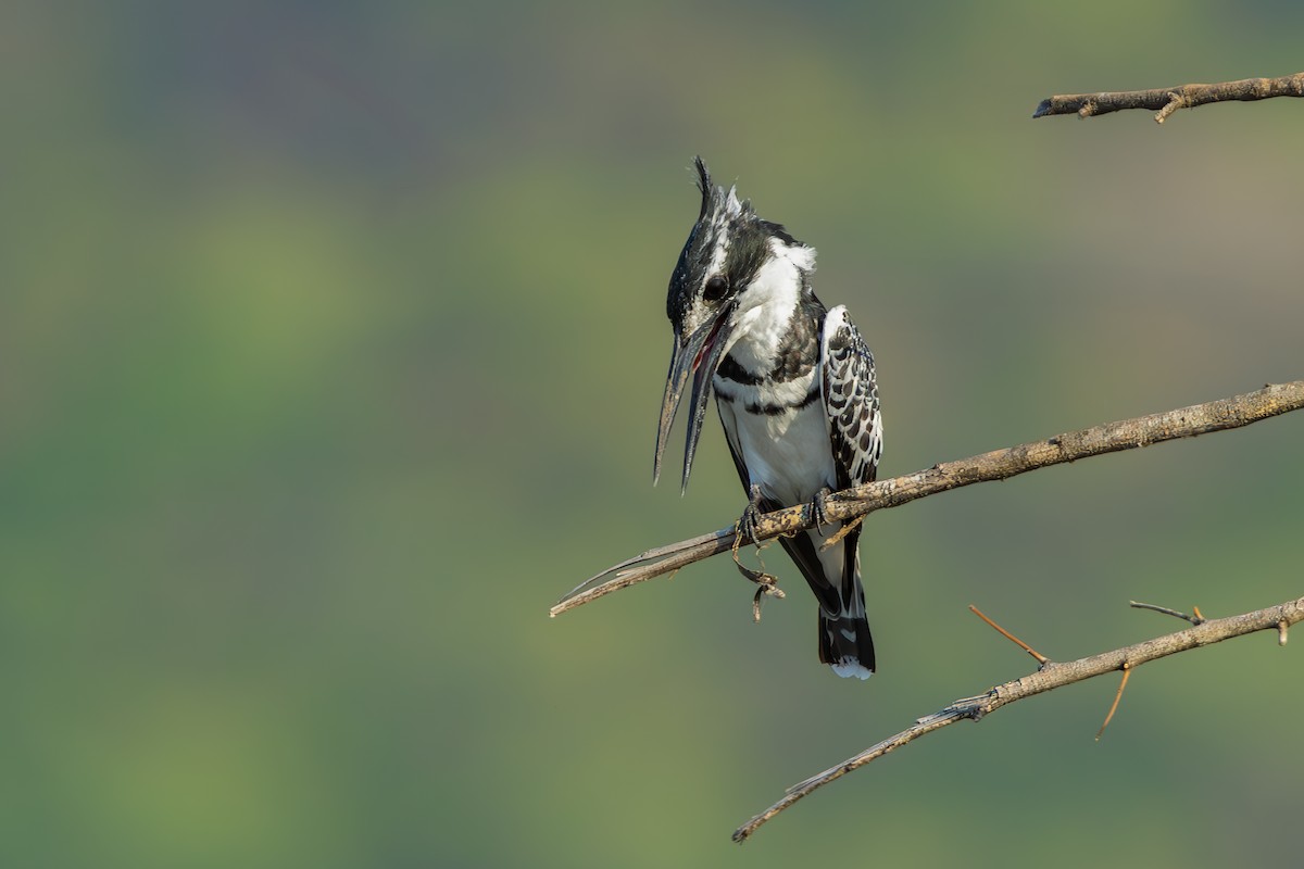 Pied Kingfisher - ML638588089