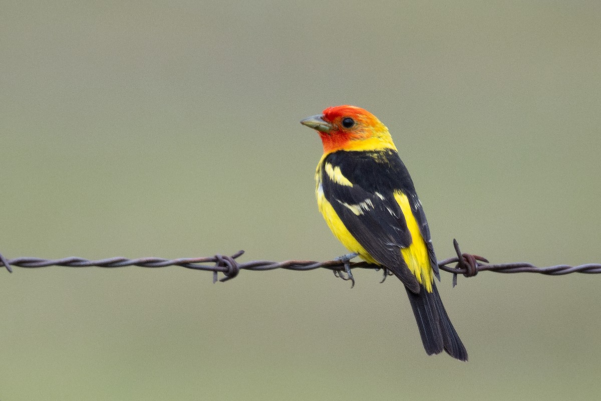 Western Tanager - ML638588123