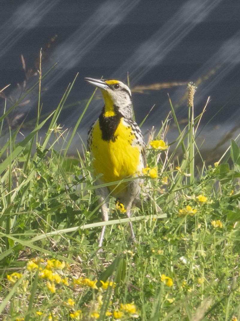 Eastern Meadowlark (Eastern) - ML638588136