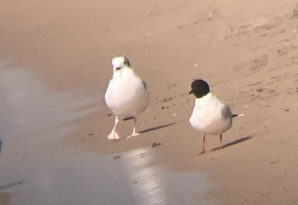 Little Gull - ML638588209