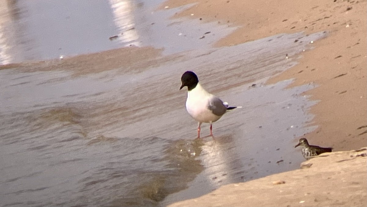 Little Gull - ML638588210