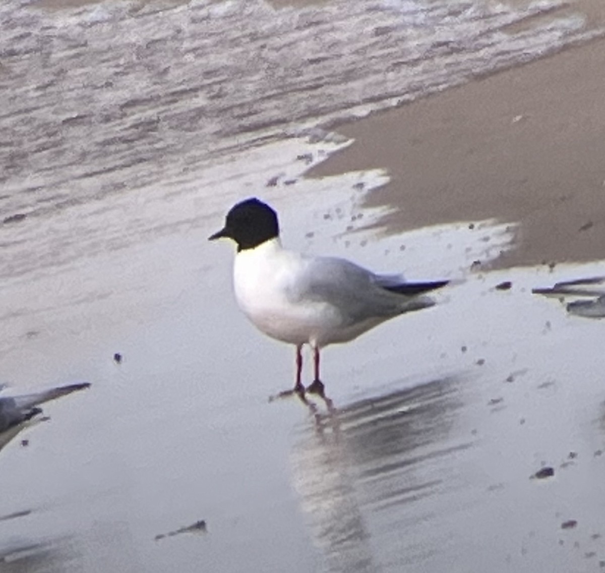 Little Gull - ML638588211