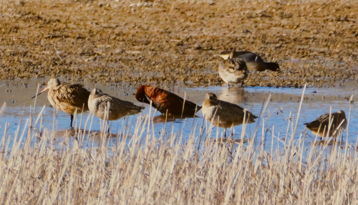 Marbled Godwit - ML638588267