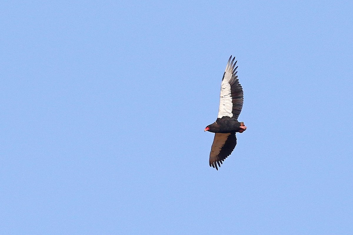 Bateleur - ML638588382
