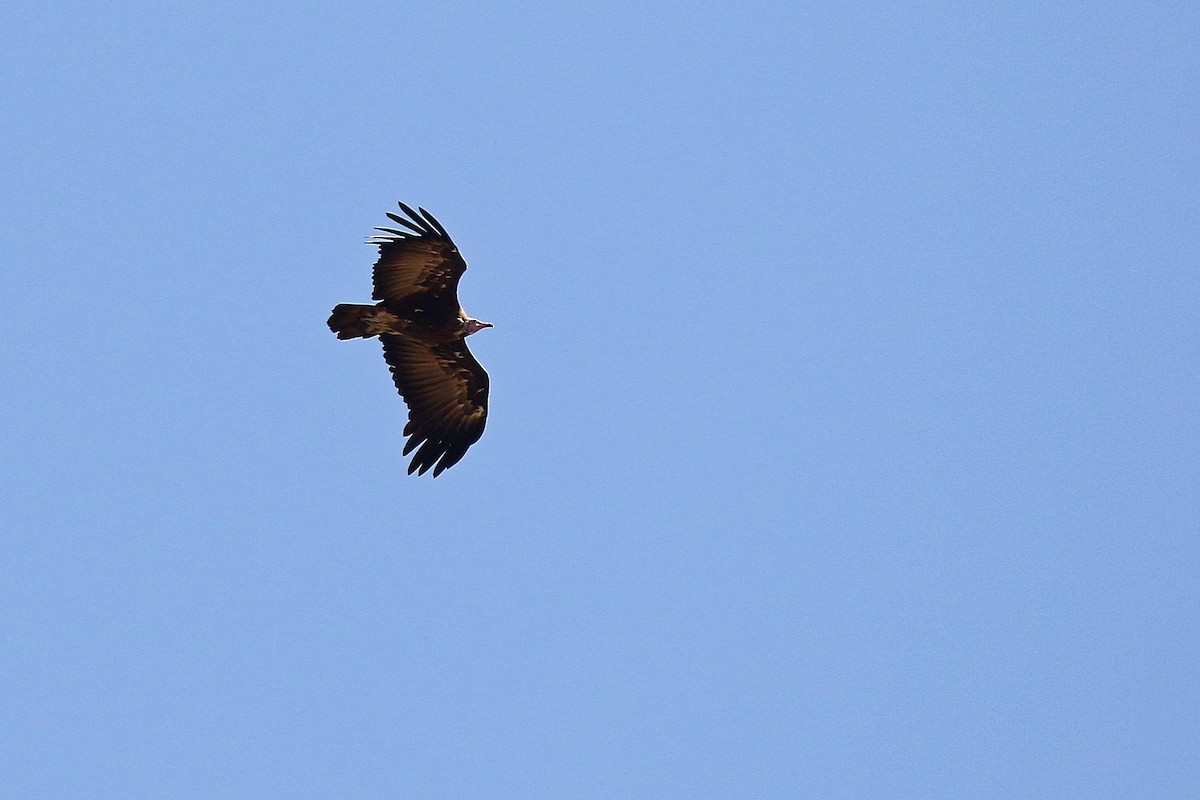Hooded Vulture - ML638588385