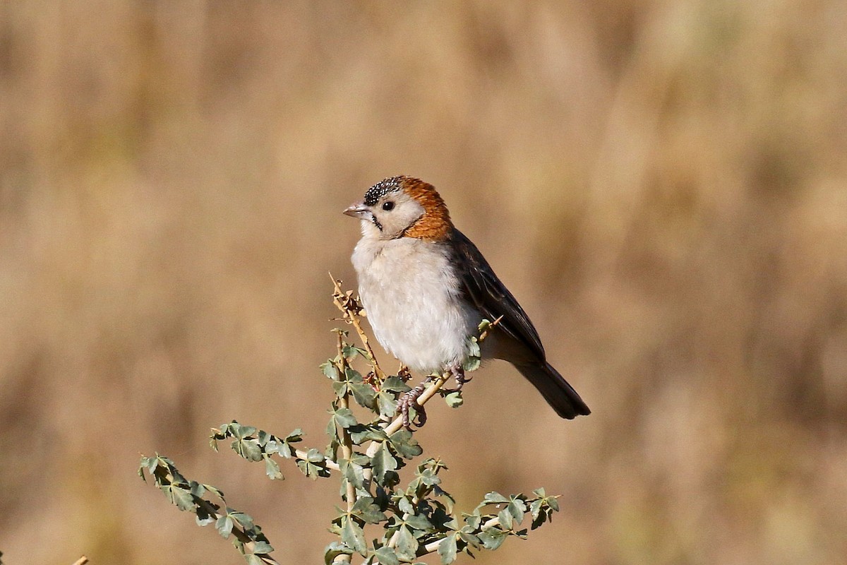 Speckle-fronted Weaver - ML638588386