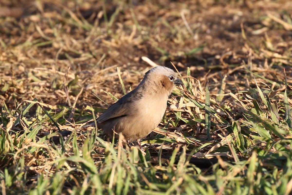 Gray-capped Social-Weaver - ML638588387