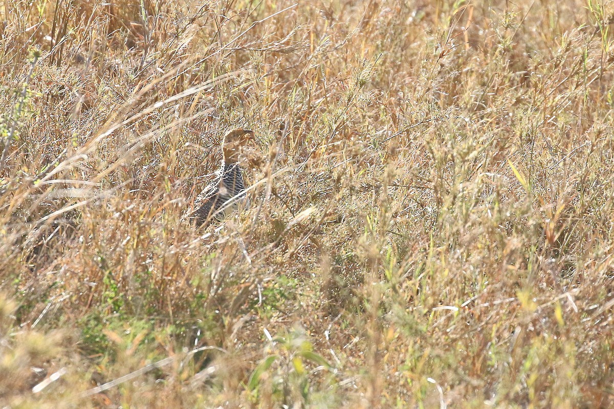 Coqui Francolin - ML638588388