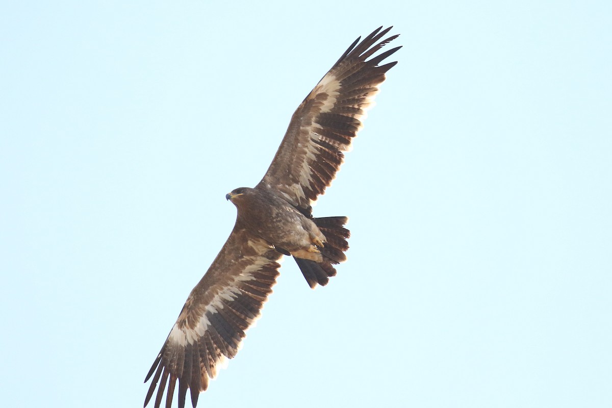 Steppe Eagle - ML638588389