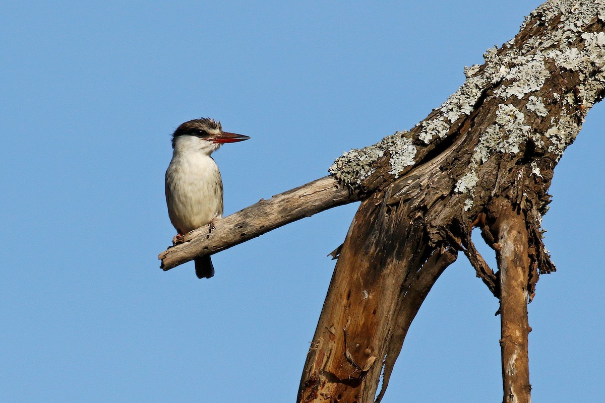 Striped Kingfisher - ML638588391