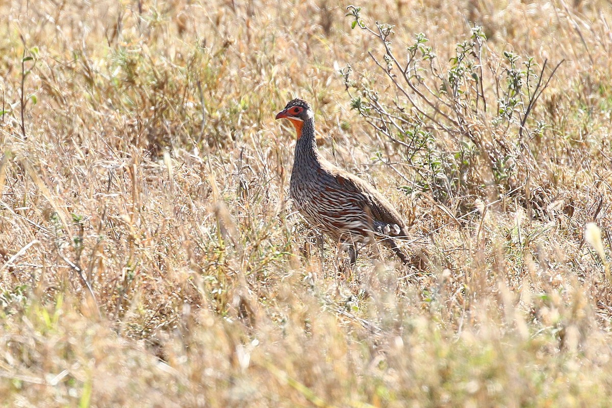 Gray-breasted Spurfowl - ML638588392