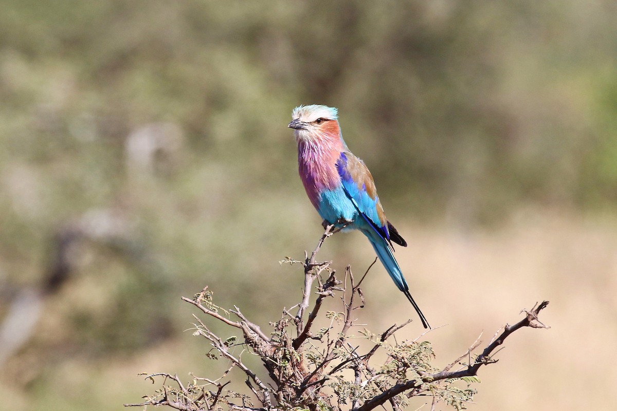 Lilac-breasted Roller - ML638588393
