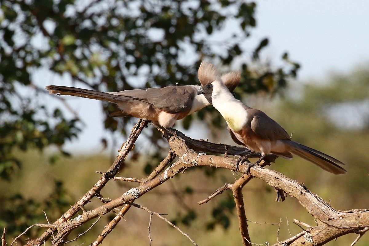Bare-faced Go-away-bird - ML638588394