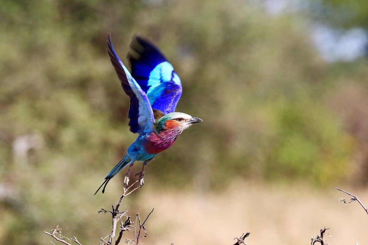 Lilac-breasted Roller - ML638588396