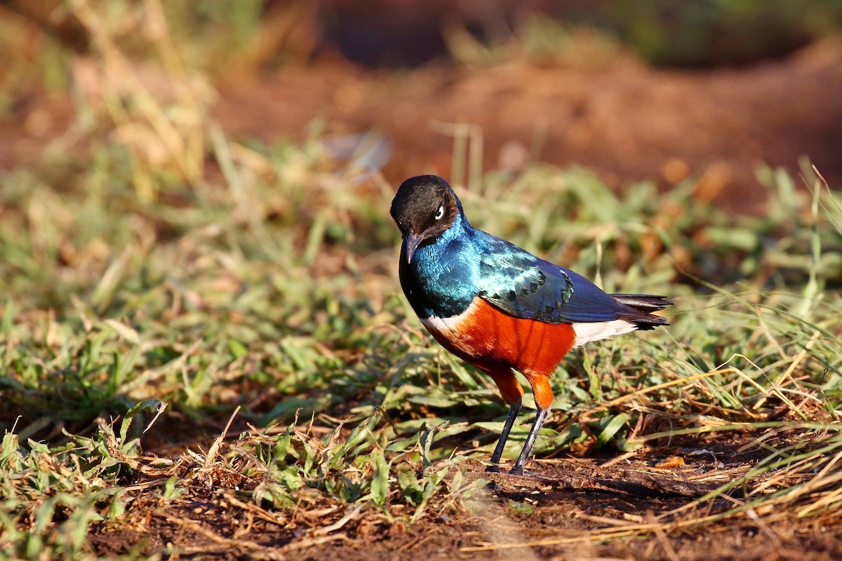 Superb Starling - ML638588397